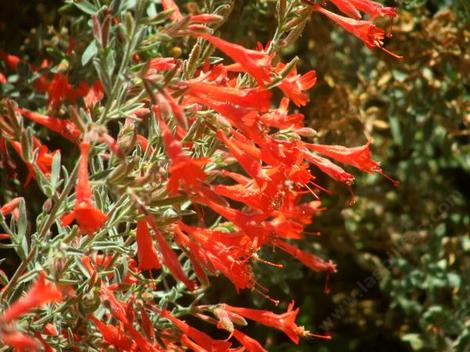 Zauschneria californica Bert's Bluff was native on a coastal bluff but does very well inland and is hardy to about 0F, -15C. A great native plant fro your garden. In a school garden it starts flowers about when school starts. - grid24_12