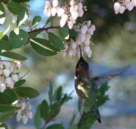 Anna's Hummingbird working a Mama bear manzanita - grid24_12