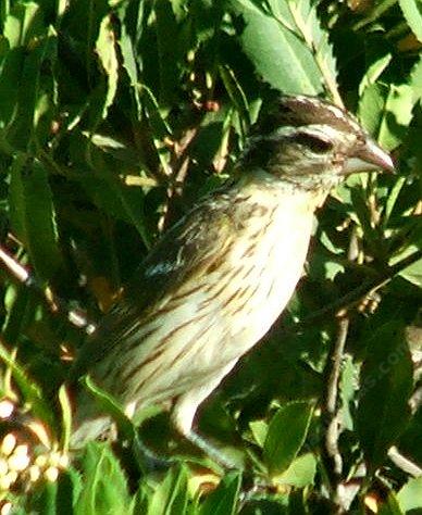 young female black headed grosbeak - grid24_12