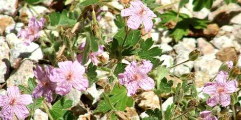 This photo of the perennial Geranium viscosissimum, Sticky Geranium, was taken in the Santa Margarita nursery, California. - grid24_12