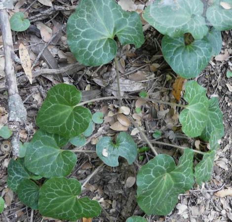 Asarum hartwegii Marbled  Wild Ginger - grid24_12