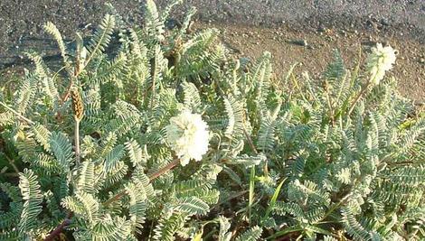 Astragalus nuttallii, Nuttall's Milkvetch as groundcover - grid24_12