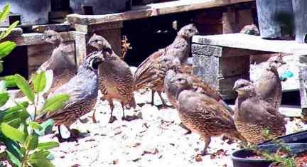 A covey of quail checking out an old section of the nursery - grid24_12