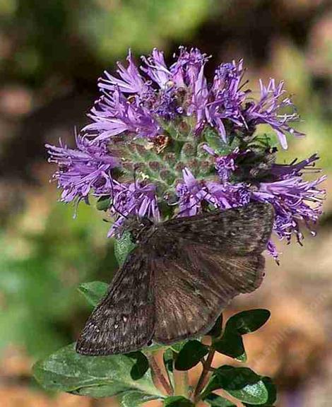 probably Persius Duskywing, Erynnis persius on a Monardella - grid24_12