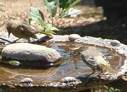 Orioles at bird bath - grid24_12