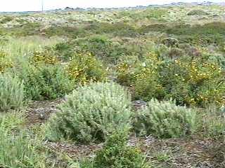 Artemisia californica, California Sagebrush, with Diplacus longiflorus, in the coastal sage scrub near Vandenberg Village, California.  - grid24_12