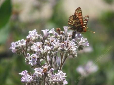 Eriodictyon crassifolium ,Thick Leaved Yerba Santa with Checkerspot butterfly.  - grid24_12