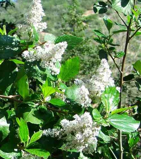 Ceanothus arboreus at ISO100 - grid24_12