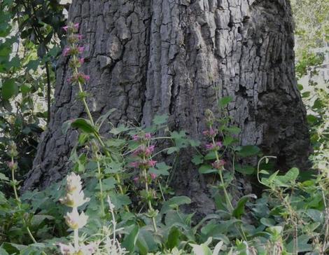 Salvia spathacea, Topanga Hummingbird sage. Areas of Western Los Angeles used to look like this. - grid24_12