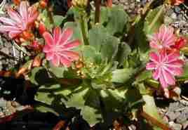 Lewisia cotyledon, Siskiyou Lewsia, here flowering in its native plant community, with scree soil. - grid24_12