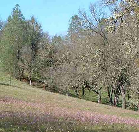 A Blue Oak woodland, part of central oak woodland with shooting stars and deciduous trees. - grid24_12