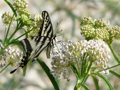 Asclepias fascicularis, Narrow-leaf milkweed with Swallowtail butterfly - grid24_12