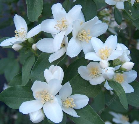 Here is a closeup photo of the fragrant flowers of Philadelphus lewisii, Wild Mock Orange. - grid24_12