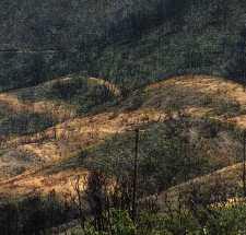 The dead brown grass seeded after a fire. More fire? - grid24_12