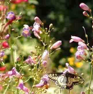 Anise Swallowtail (Papilio zelicaon) working a Penstemon pseudospectablis - grid24_12