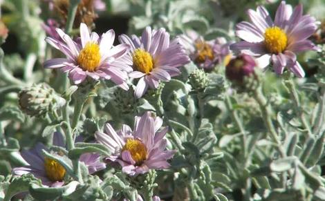 Corethrogyne filaginifolia, Silver carpet, Common Corethrogyne  has pink flowers and gray foliage. - grid24_12