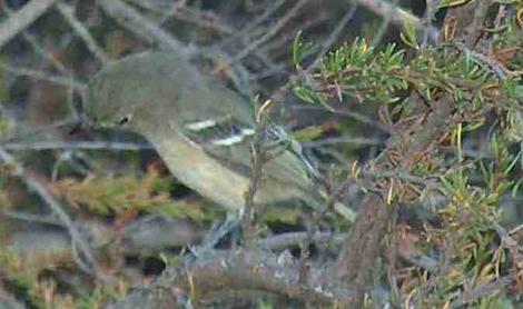 Ruby Crowned Kinglet in the chaparral - grid24_12