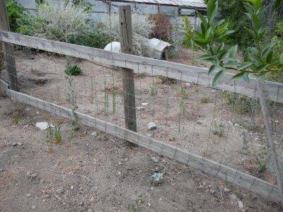 a Dog fence - grid24_12