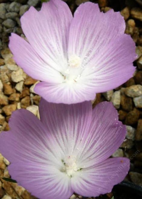 A close up of Sidalcea malviflora from the hills around San Luis Obispo. - grid24_12