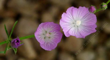 Another view of Checkerbloom flowers - grid24_12