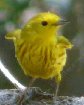 Yellow Warbler <i>Dendroica petechia</i> at a Las Pilitas bird bath - grid24_12