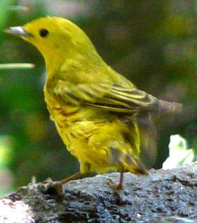 A yellow warbler dendroica petechia at a las pilitas birdbath - grid24_12