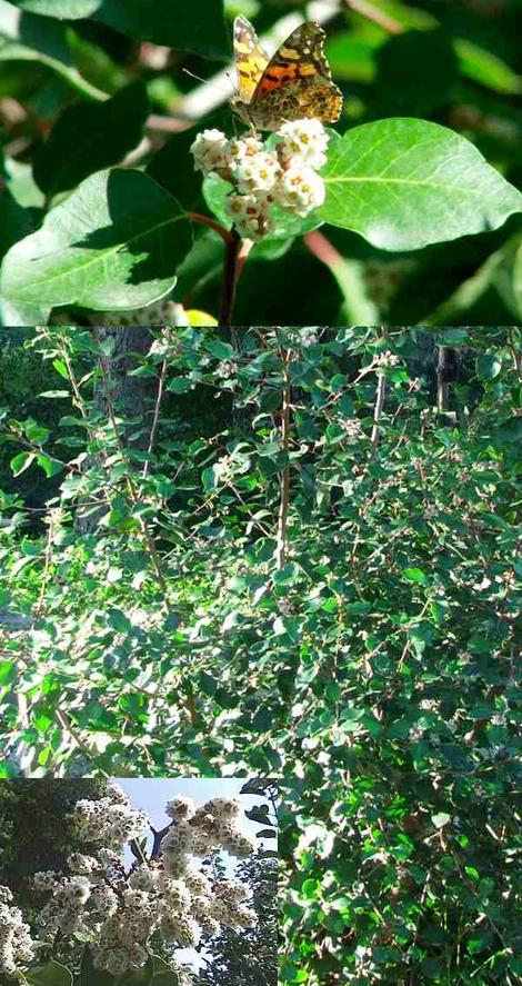 Rhus ovata, Sugar Bush collage  - grid24_12