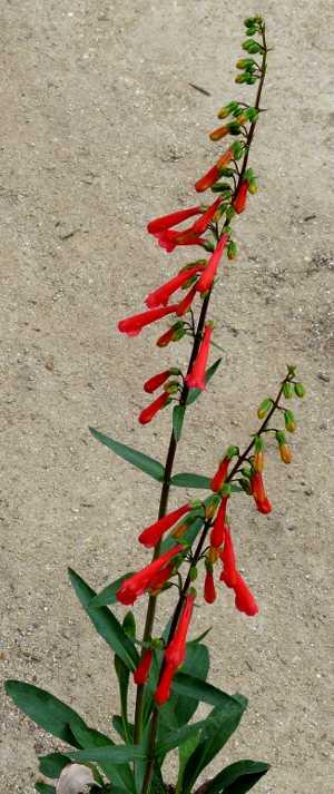 A Penstemon eatonii in the nursery - grid24_12