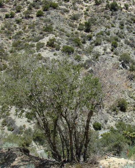 Penstemon eatonii is at the lower right hand corner. Scrub oak, Fremontia, Big Berried Manzanita, Juniperus occidentalis var. australis, Pinus monophylla, Quercus cornelius-mulleri and Joshua tree. - grid24_12