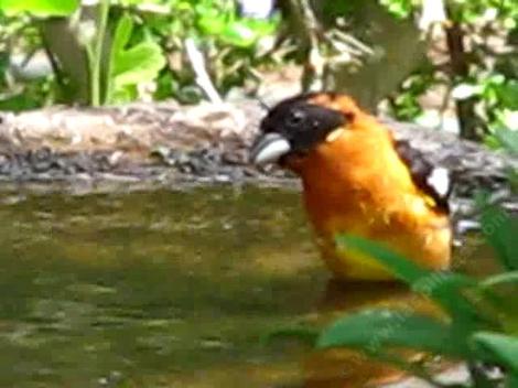 Pheucticus melanocephalus, male Black headed grosbeak in the bath. - grid24_12