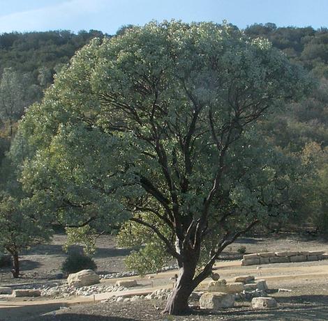 An Arctostaphylos glauca, Big Berry Manzanita, kept as a specimen. This manzanita covered large areas of Central and Southern California. - grid24_12