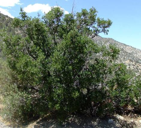 Quercus-cornelius-mulleri as a tree along Hwy. 18 North of Big Bear. This oak is native to much of interior Southern California. - grid24_12