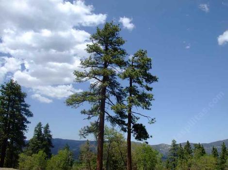 A couple of Pinus jeffreyii pines above Big Bear. - grid24_12