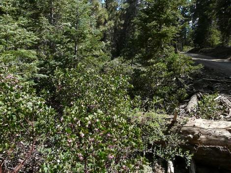 Arctostaphylos patula in it's habitat above Big Bear under White fir and Jeffrey Pine. - grid24_12