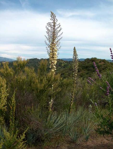 Yucca in the chaparral plant community. - grid24_12