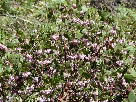 A closeup of the form of Greenleaf manzanita around Big Bear. - grid24_12