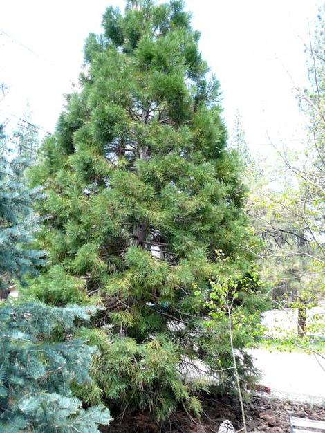 Sequoiadendron giganteum, Giant Redwood in a Big Bear garden.Turns brown every winter, green in spring, gray in fall. - grid24_12