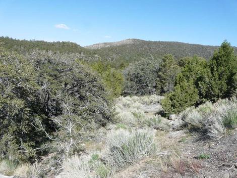 Pinyon Juniper woodland east of Big Bear. 7800 ft. Juniperus occidentalis, Cercocapus ledifolius,  and Pinus monophylla. - grid24_12