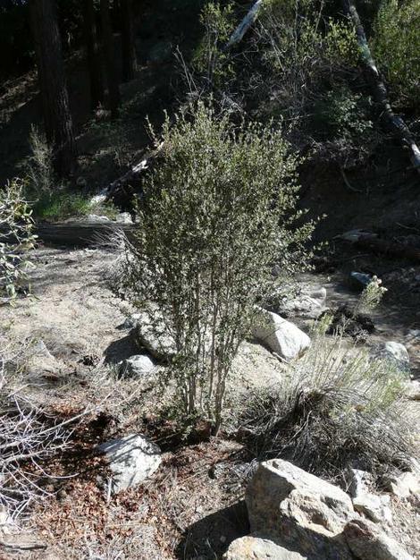 A young Cercocarpus ledifolius above Big Bear. - grid24_12