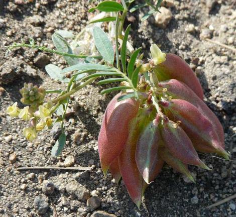 Astragalus douglasii 7000ft hwy-38 south of Big Bear. - grid24_12