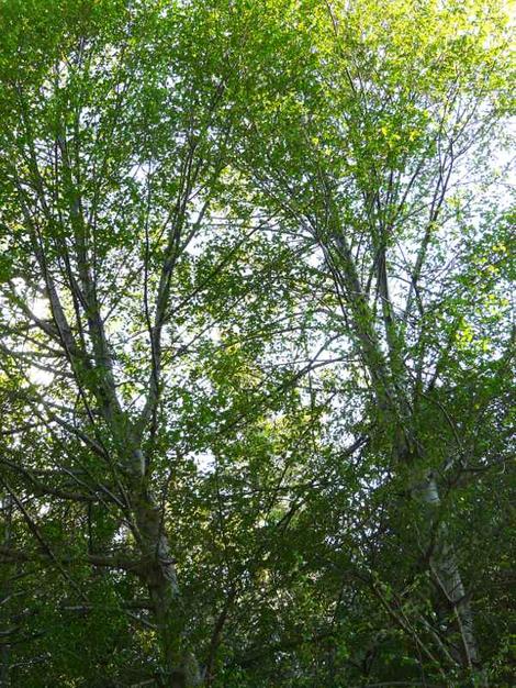 Alnus rhombifolia south of Big Bear, 6500  feet - grid24_12