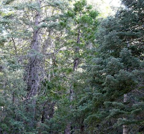 Yellow Pine forest between Big Bear and Redlands - grid24_12