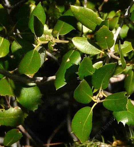 Canyon Live Oak, Quercus chrysolepis, leaves  south of Big Bear city. - grid24_12