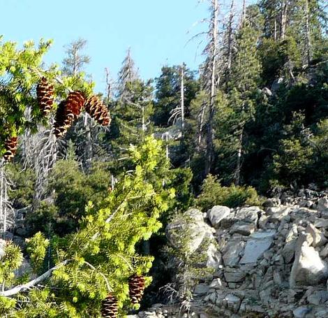 Pseudotsuga macrocarpa overview  - grid24_12