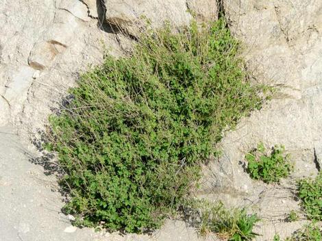 Brickellia californica growing out of rocks along hwy 38 at about Angel Oaks. Brickellia used to be in most of the mountains around Los Angeles. If you planted a few 100,000 of these native plants back, Los Angeles might smell good again. - grid24_12