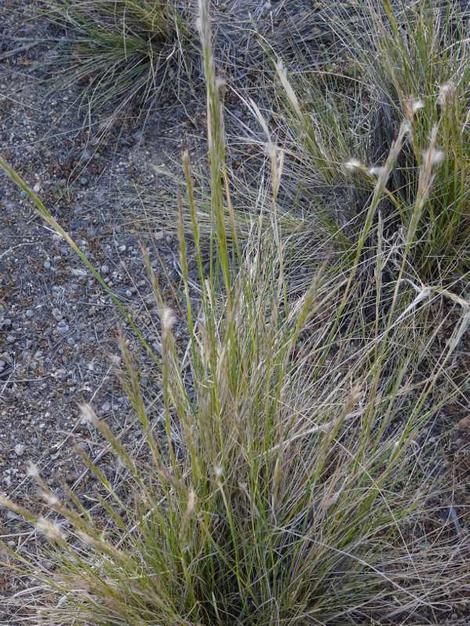 Stipa speciosa along hwy 138 in Pinon Hills