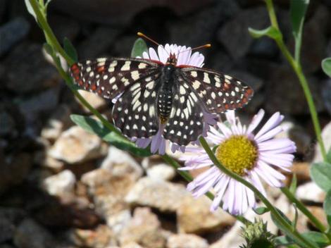 Euphydryas chalcedona, Variable Checkerspot on Wayne Roderick. Usually white spots on abdomen, and yellow antenna balls.   - grid24_12