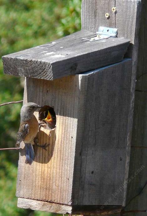 Male Western Blue Bird  at bird house feeding young. - grid24_12
