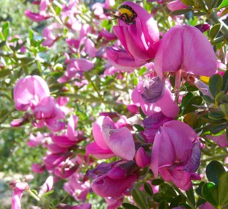 Pickeringia montana, Chaparral Pea closeup. Notice the bee butt hanging out of one of the top flowers. - grid24_12