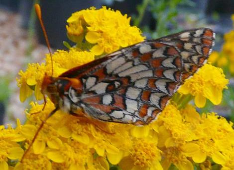 A variable Checkerspot on an Eriophyllum confertiflorum - grid24_12